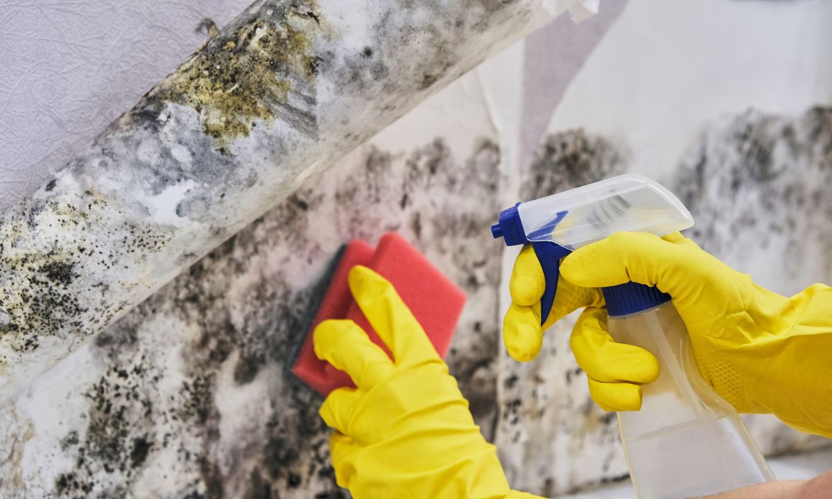 How to Clean Black Mold