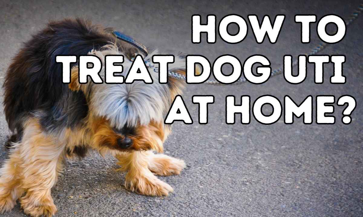 How to Treat Dog UTI at Home