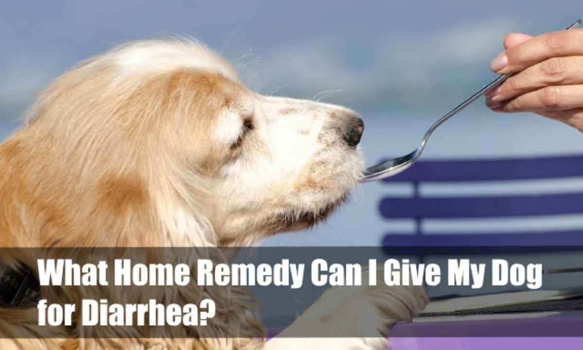 What Home Remedy Can I Give My Dog for Diarrhea