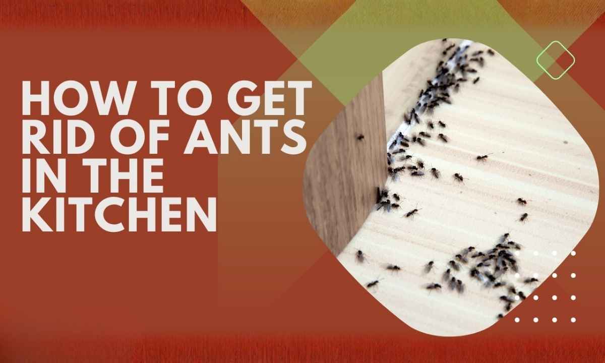 how to get rid of ants in kitchen