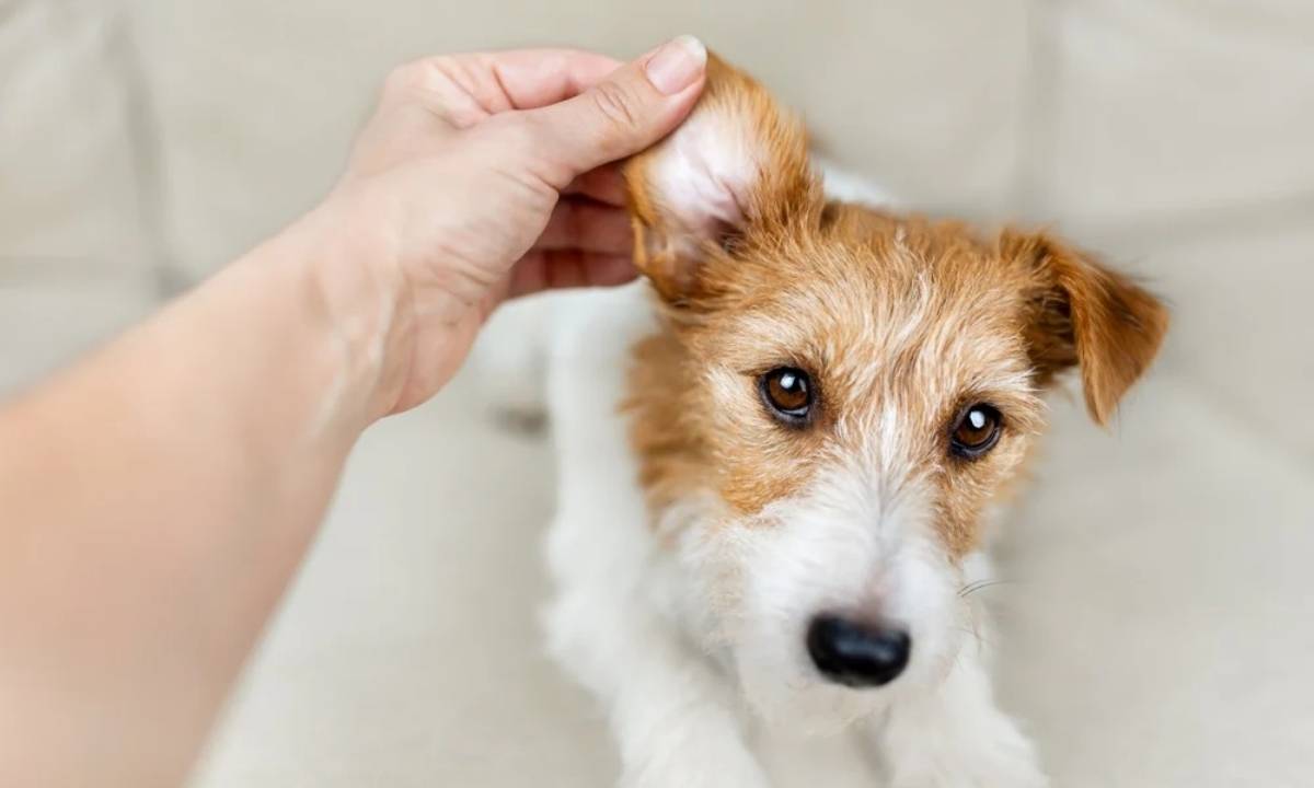 how to treat dog ear hematoma at home